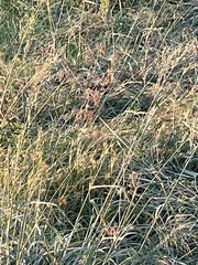 Leistes superciliaris