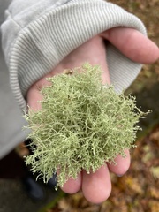 Usnea hirta