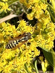 Polistes dominula