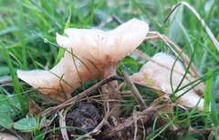 Clitocybe rivulosa