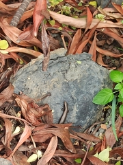 Chalcides sexlineatus