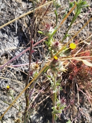 Centaurea melitensis
