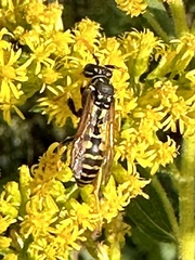 Polistes dominula