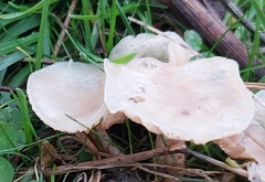 Clitocybe rivulosa