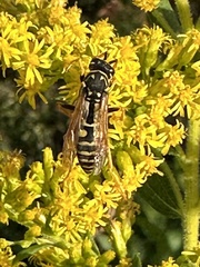 Polistes dominula