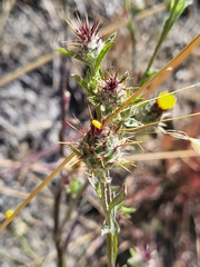 Centaurea melitensis