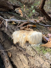 Hericium erinaceus