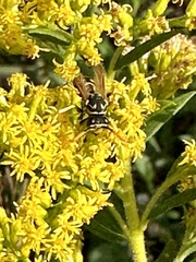 Polistes dominula