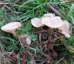 Clitocybe rivulosa