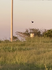 Leistes superciliaris