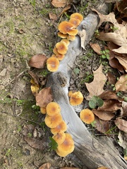 Flammulina velutipes