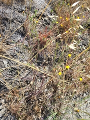 Centaurea melitensis