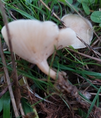 Clitocybe rivulosa