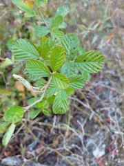 Rubus cuneifolius