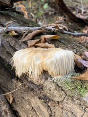 Hericium erinaceus
