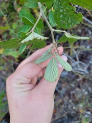 Rubus cuneifolius