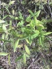 Wedelia hispida