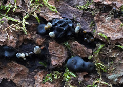 Holwaya mucida