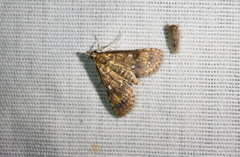 Niphograpta albiguttalis