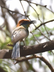 Momotus mexicanus