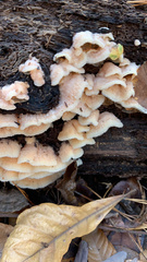 Merulius tremellosus