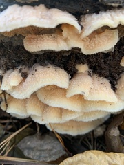 Merulius tremellosus