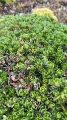 Baccharis magellanica