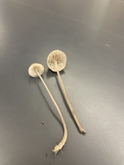 Mycena clavicularis