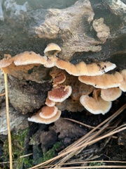Merulius tremellosus