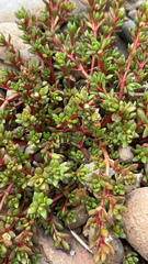 Crassula moschata