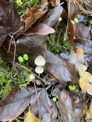 Mycena clavicularis