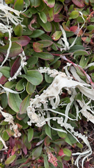 Ramalina leptocarpha