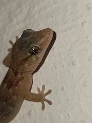Tarentola boettgeri boettgeri