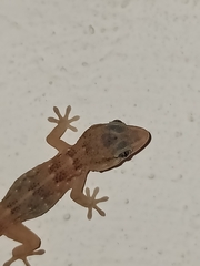 Tarentola boettgeri boettgeri