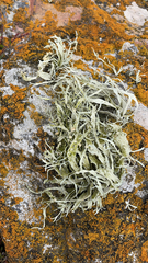 Ramalina