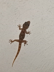 Tarentola boettgeri boettgeri