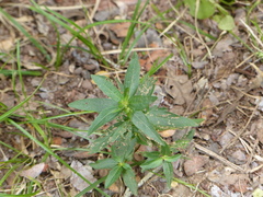 Acalypha