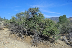 Quercus john-tuckeri