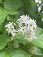 Ehretia anacua