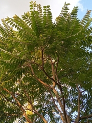 Cedrela fissilis