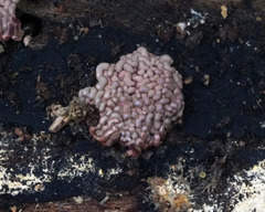Arcyria stipata