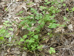 Fleischmannia incarnata