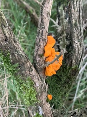 Tremella mesenterica
