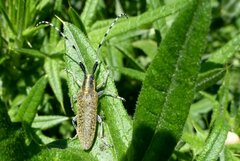 Agapanthia villosoviridescens