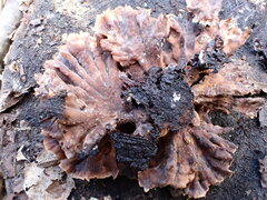 Thelephora caryophyllea