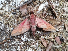 Eumorpha typhon