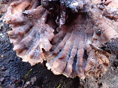 Thelephora caryophyllea