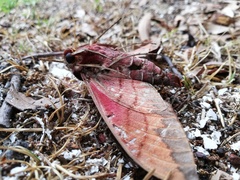 Eumorpha typhon
