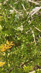 Apioideae