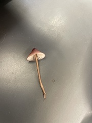 Mycena purpureofusca